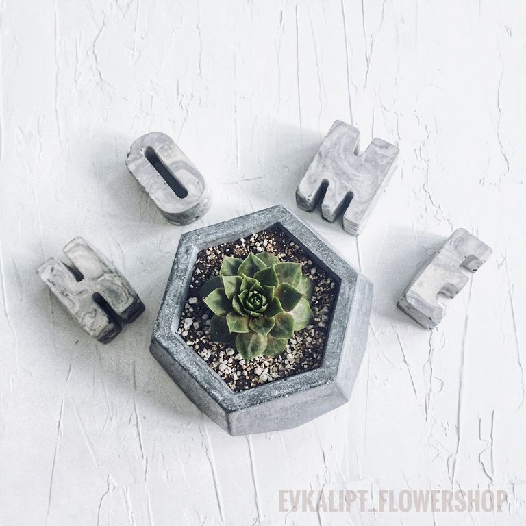 CONCRETE AND SUCCULENT CONCRETE AND SUCCULENT