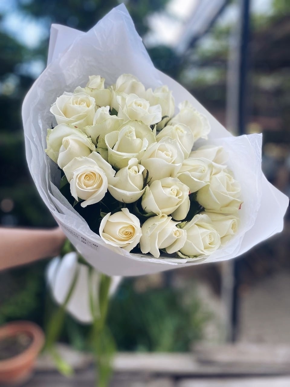 21 РОЗА, WHITE