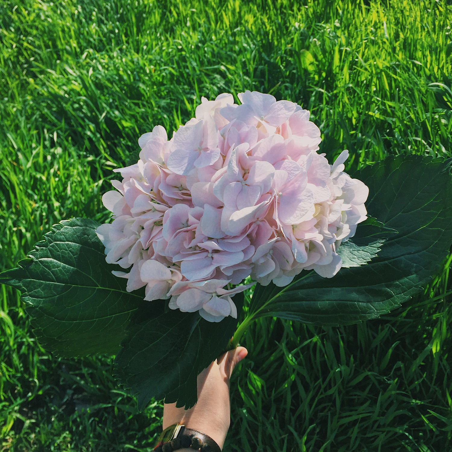 ГОРТЕНЗИЯ (hydrangea) ГОРТЕНЗИЯ (hydrangea)